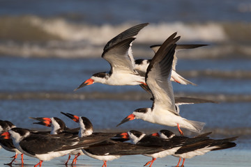 Black skimmers flying in blue sky over ocean waves, Texas