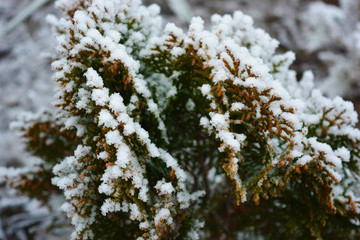Green bright thuja Aurena Nana under a cover of white snow, bright hoarfrost and beautiful...