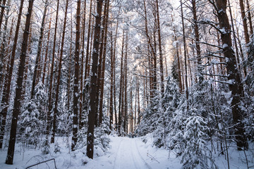 Beautiful winter scenery with forest full of trees covered snow