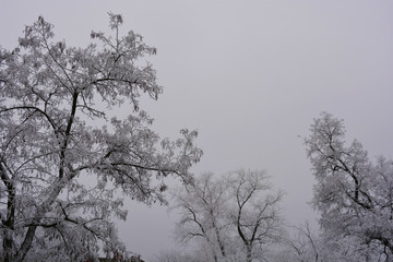 Beautiful velvet trees under a cover of white snow, bright hoarfrost and beautiful snowflakes in the winter in the city of Dnipro.