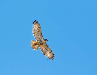 The broad-winged  hawk ( Buteo  platypteris) on the blue sky background)