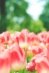 チューリップ　縦構図