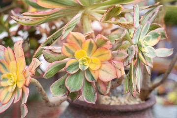 Rectangular arrangement of succulents; cactus succulents in a planter