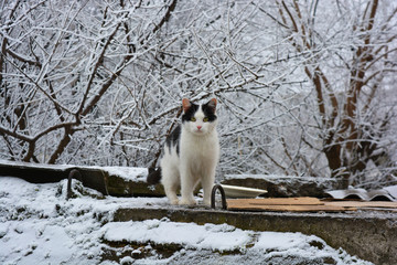 A beautiful black and white wild, stray cat living on the street and sitting on a background of snowy trees with snow in winter.