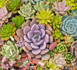 Rectangular arrangement of succulents; cactus succulents in a planter