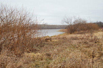 Yellow landscape in autumn cloudy day with yellow grass and lake