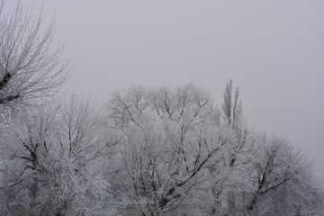 Beautiful velvet trees under a cover of white snow, bright hoarfrost and beautiful snowflakes in the winter in the city of Dnipro.