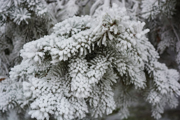 Green branches of a Christmas tree, spruce, pine under a layer of white snow covered with frost and snowflakes. Beautiful natural winter background with pleasant emotions.