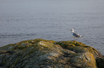 Seagull at sunset