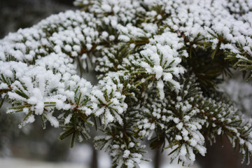 Green branches of a Christmas tree, spruce, pine under a layer of white snow covered with frost and snowflakes. Beautiful natural winter background with pleasant emotions.