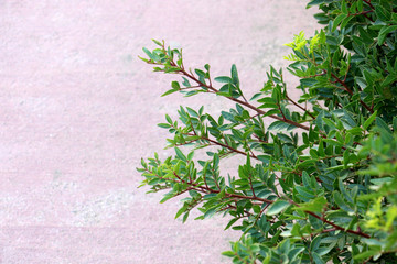 close-up of a kut branch with green small leaves on a pink concrete wall background on a sunny summer hot day in a park