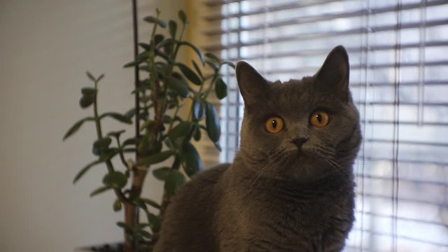 British gray cat is sitting by the window next to the flower.1920 X 1080 Full Hd.