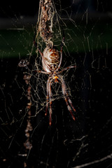 spider