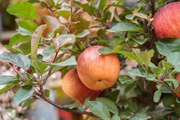 Red apples on apple tree branch