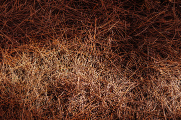 Dry glass texture under afternoon sunlight high contrast at Phu Kradueng, Loei - Thailand