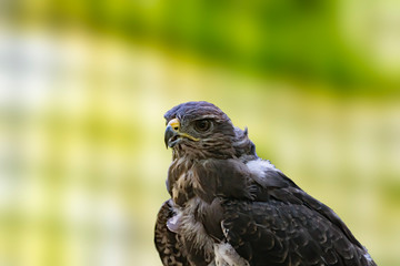 Bird of prey in wild nature