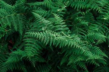 Fototapeta na wymiar Emerald green fern leaf lush fresh pure natural background texture