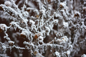 Winter exposure of dried flowers, septemberins under white fluffy snow growing outside in winter.