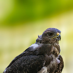 Bird of prey in wild nature