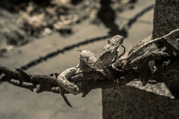 Alter Friedhof in Wales