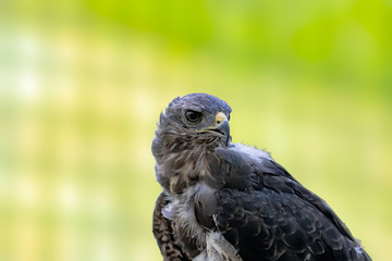 Bird of prey in wild nature