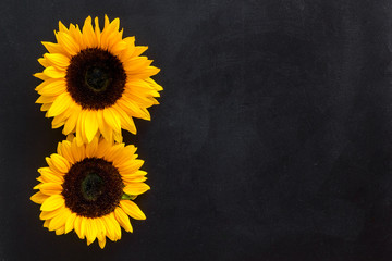 Sunflowers - two flowers - on black background top-down copy space