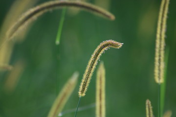 Grass on Green Background
