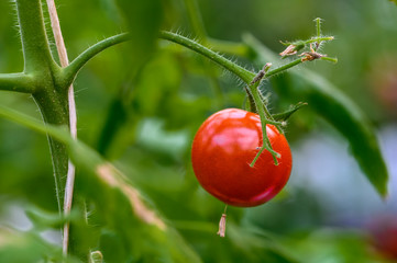 Growing tomatoes