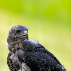 Bird of prey in wild nature