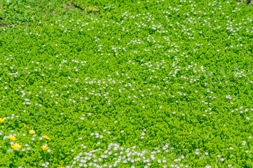 field of smal white blooming flowers in a sunndy day. Blossoming meadow