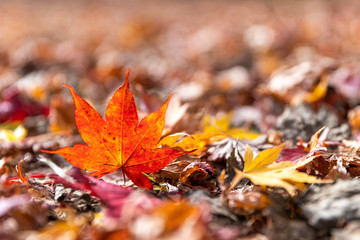 Red maple leaf fall on ground during autumn in Karuizawa, Japan