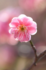 Fototapeta na wymiar ピンク色の梅の花（世界の図）