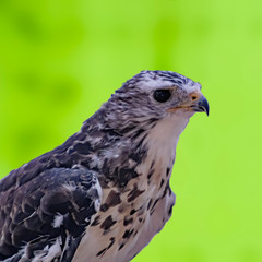 Bird of prey in wild nature