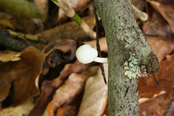 森の木に育つ白い小さなキノコ