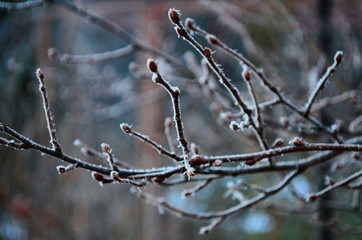 Branch covered in ice cold white frost in the winter. first frosts, cold weather, frozen water, frost