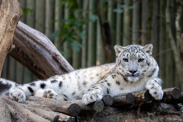 one of most beautiful big cat, snow leopard - Irbis, Uncia uncia