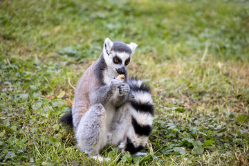 Naklejka na ściany i meble cute and playful ring-tailed lemur feeding on ground, Lemur catta.