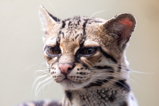 The margaym, Leopardus wiedii, is a small wild cat native to Central and South America. A solitary and nocturnal cat, lives mainly in primary evergreen and deciduous forest.