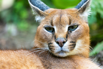 beutiful cat, Caracal (Caracal caracal) close up of the head against a blurred natural background, wildlife