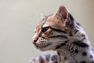 The margaym, Leopardus wiedii, is a small wild cat native to Central and South America. A solitary and nocturnal cat, lives mainly in primary evergreen and deciduous forest. © ArtushFoto