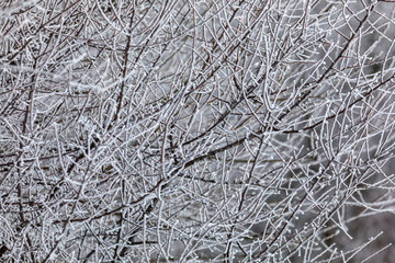 close up of tree with frost. natural background. Winter season concept.