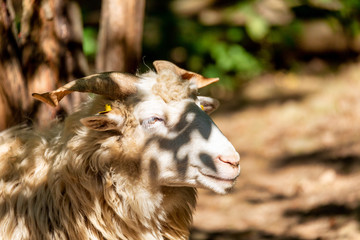 ram or rammer, male of sheep with horns in rural farm