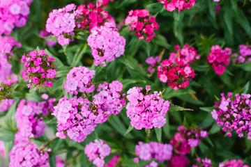 Obraz premium Many pink flowers of Turkish carnation bloom in the summer in the garden