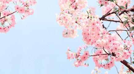 Branch of the blossoming sakura with pink flowers
