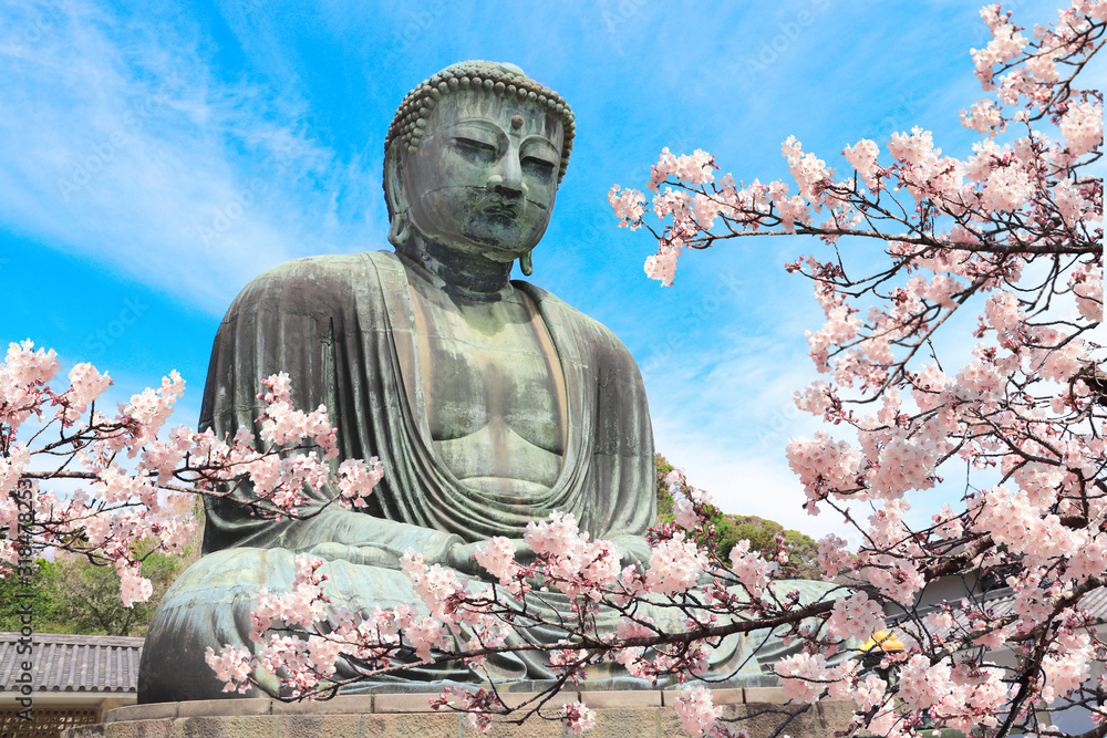 Wall mural The Great Buddha and sakura flowers, Kotoku-in temple, Japan