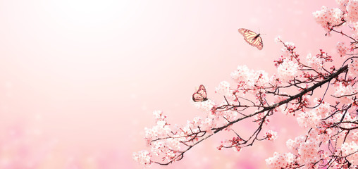 Beautiful magic spring scene with sakura flowers © frenta