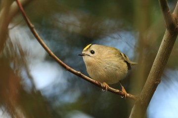 goldcrest sitting on the branch (Regulus regulus) Wildlife scene from nature. European smallest songbird in the nature habitat.