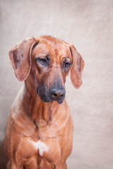 Trained dog of the breed Rhodesian Ridgeback, portrait