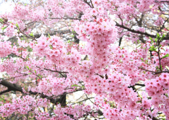 Branch of the blossoming sakura with pink flowers