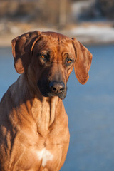 Rhodesian ridgeback dog, outdoor portrait